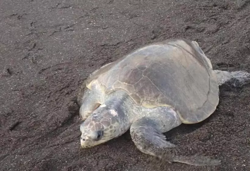 فندق Samara Beach