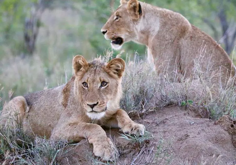 Hôtel Imbali Safari Lodge