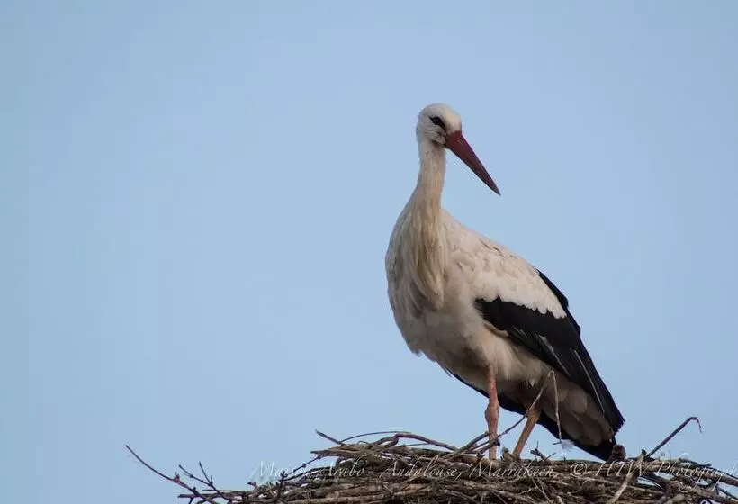 هتل Riad Maison Araboandalouse