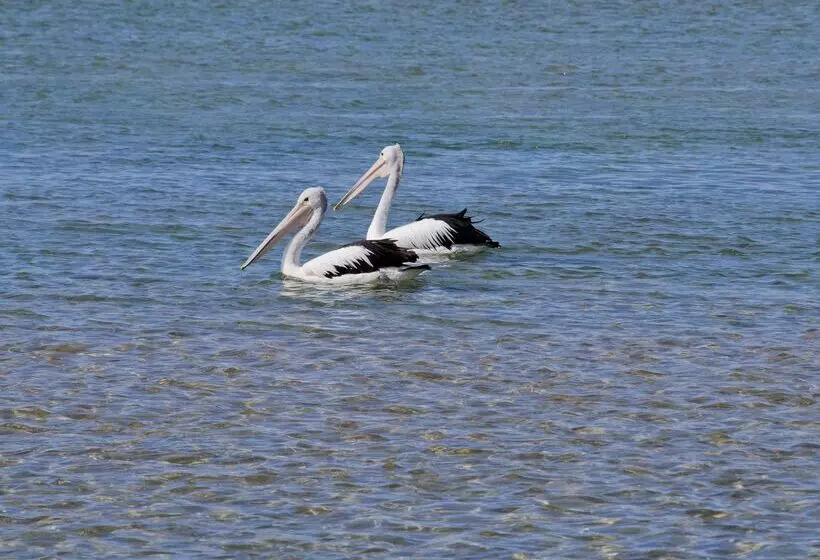 酒店 Oaks The Entrance Waterfront Suites