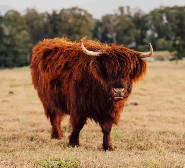 Отель Spicers Peak Lodge