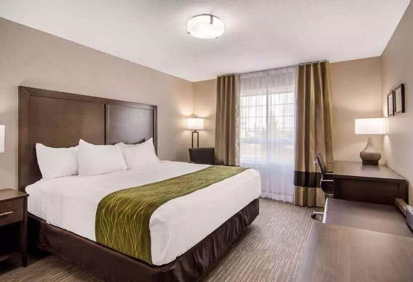 酒店 Comfort Inn & Suites