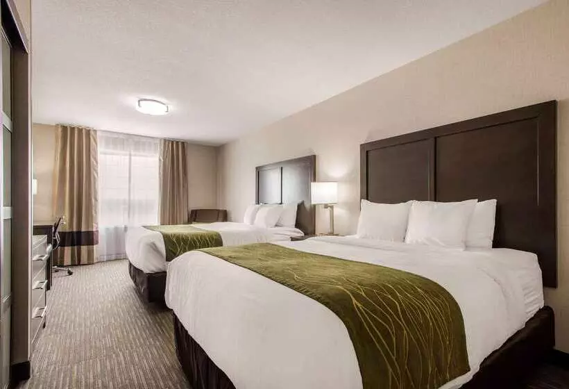 酒店 Comfort Inn & Suites