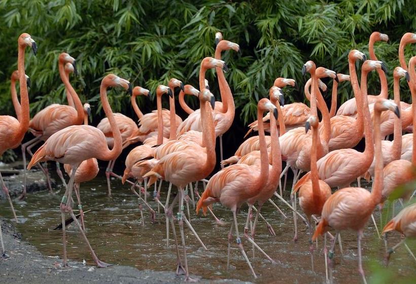 Van Der Valk Hotel Avifauna