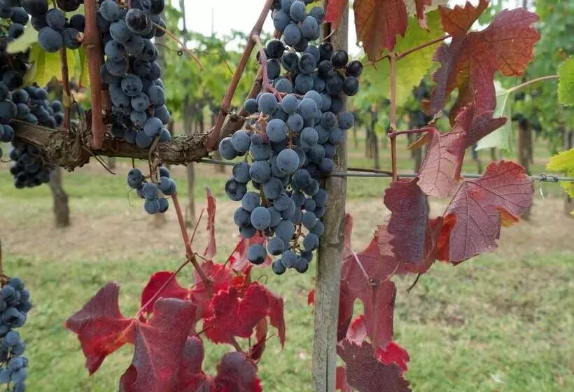 Отель Le Pozze Di Lecchi