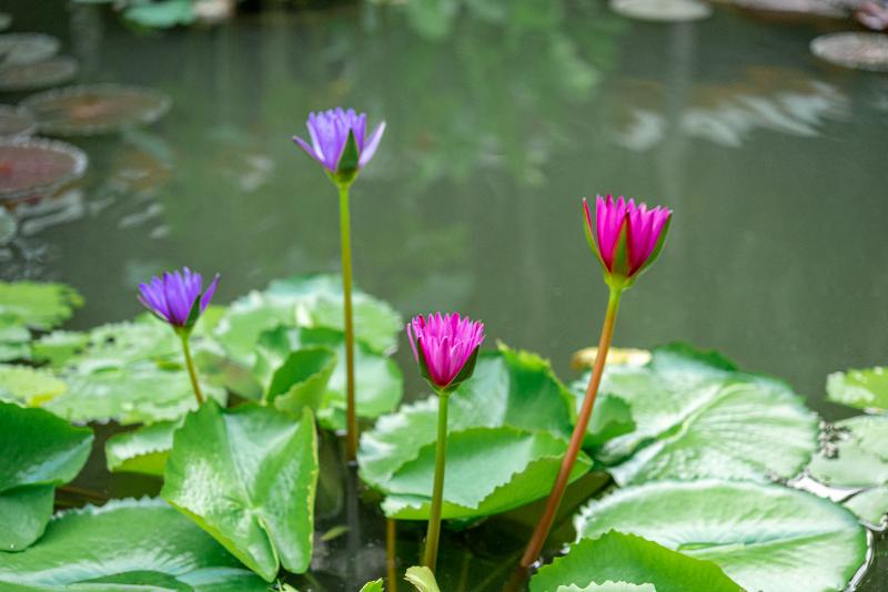 בית מלון כפרי Green Park Boutique