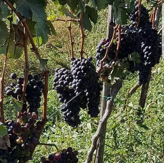 酒店 Villaggio S. Antonio