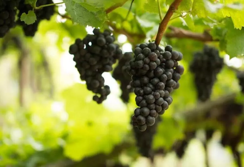 Tannerhof Bed & Breakfast