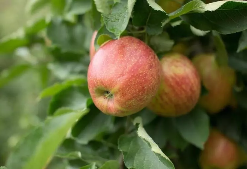 Tannerhof Bed & Breakfast