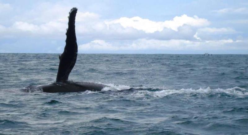 酒店 La Cusinga Eco Lodge