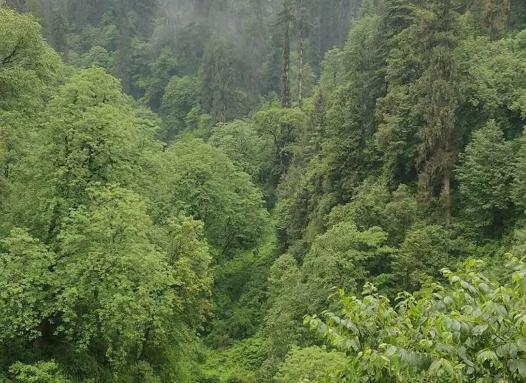 ホテル The Forest Pinnacle And Café, Jibhi