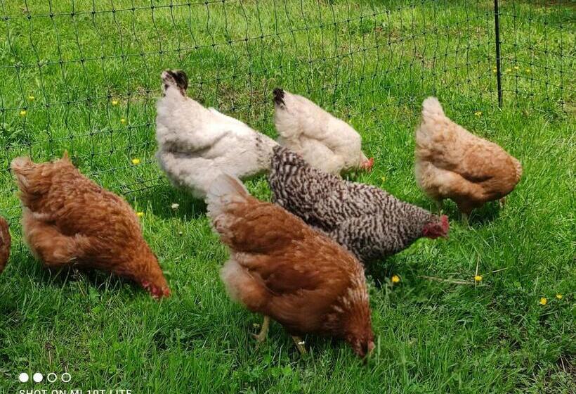 ペンション Gästehaus Kuck