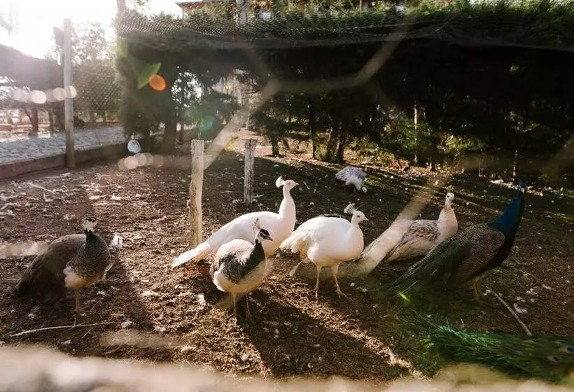 Hotelli Alpha Ville Chalés