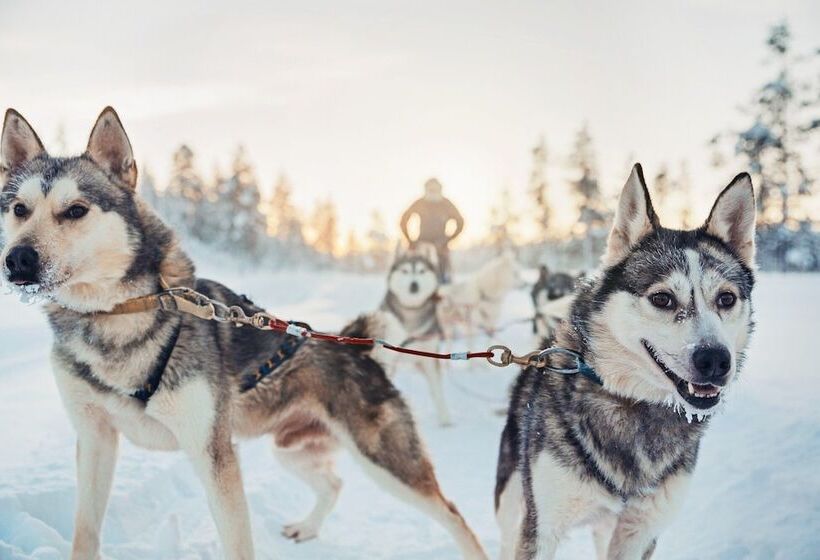 Kakslauttanen Arctic Resort   Igloos And Chalets