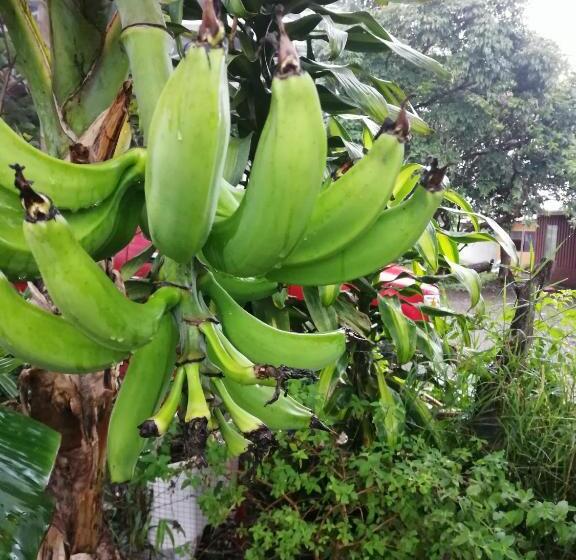 هاستل Monteverde Ecolove