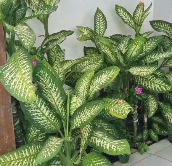 בית מלון כפרי Porthal Da Ilha  Paulo Afonso Ba