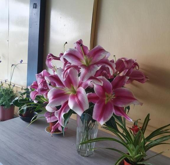 پانسیون Stay If You Wish Homestay