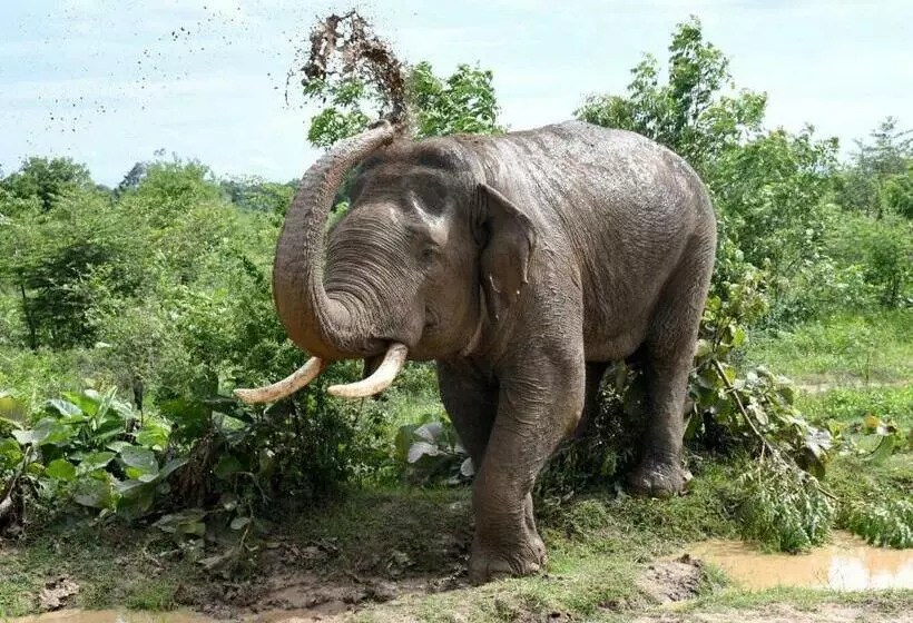 Majatalo Avian Garden Udawalawe