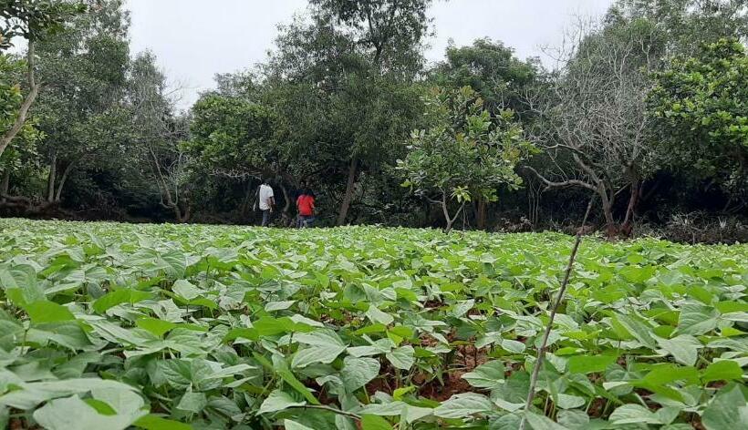 پانسیون Lotus Garden   Near Matrimandir Center Auroville