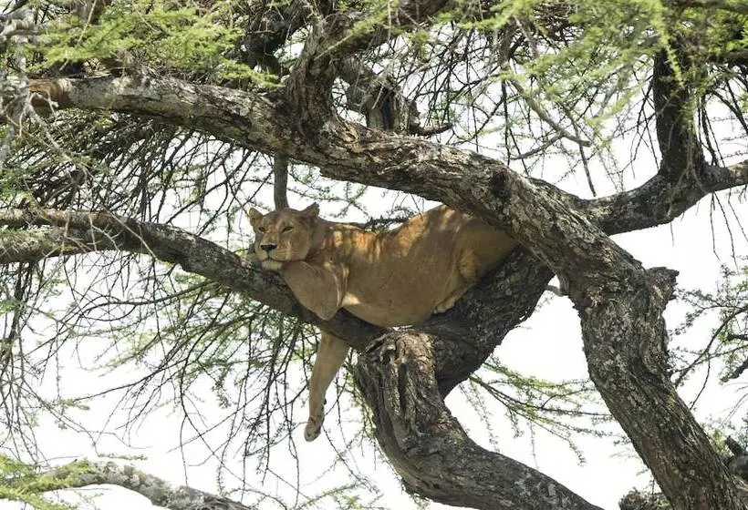 هتل Serengeti Serena Safari Lodge