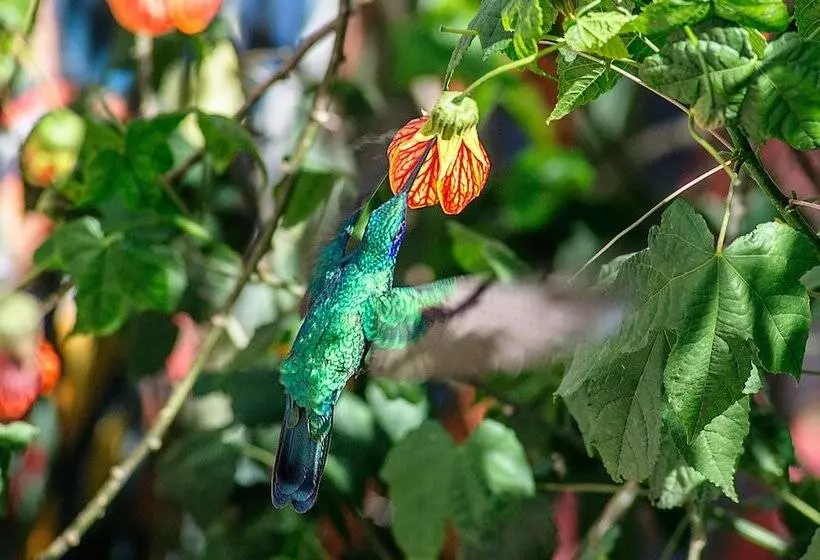 Taypikala Hotel Cusco