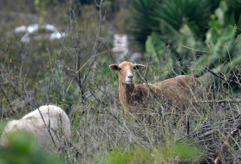 Сельский отель Rural Finca La Hacienda