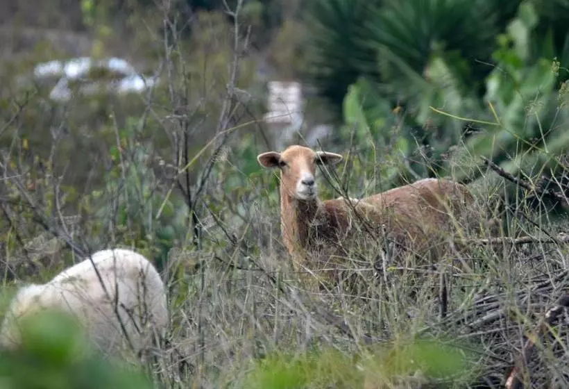 Сельский отель Rural Finca La Hacienda