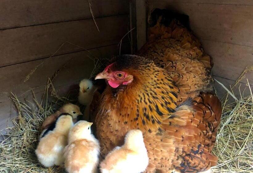 فندق Moulin De La Chevriere