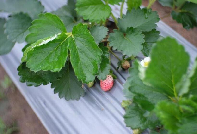 Szálloda Nok Chan Mee Na