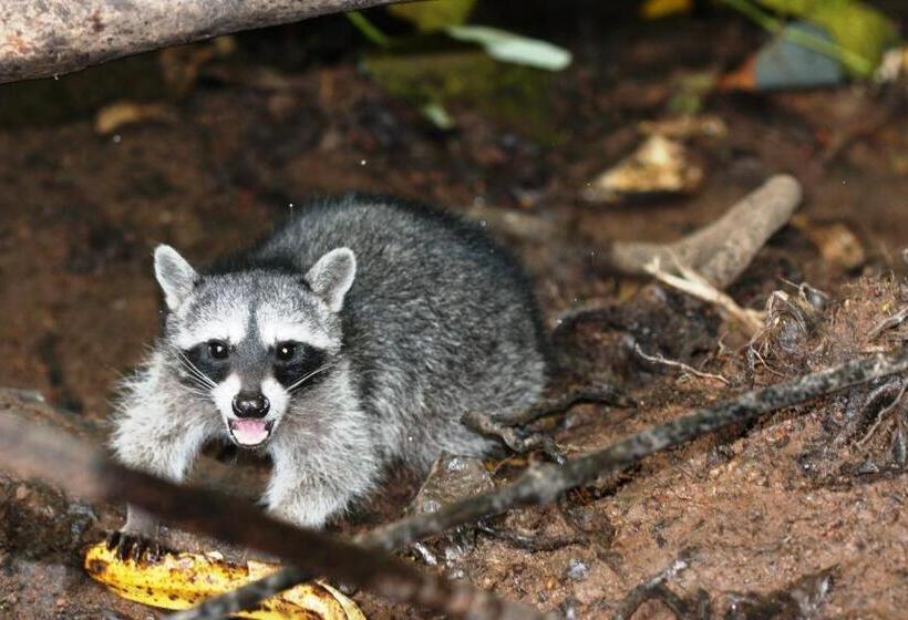 Пансион Casa Mambo