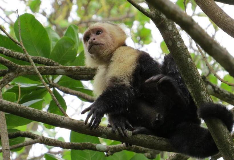 Пансион Casa Mambo