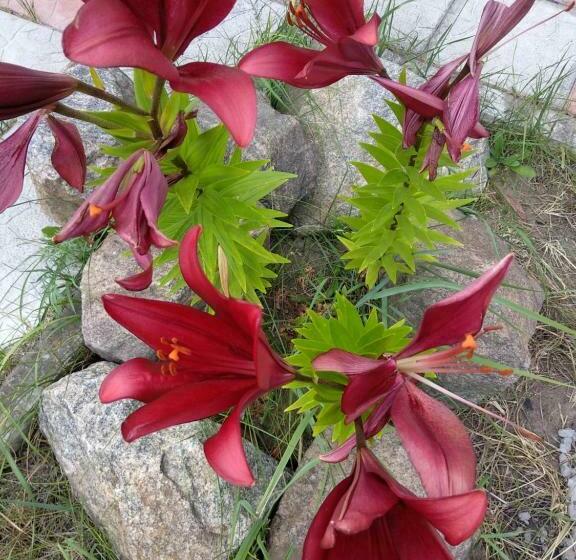 ベッドアンドブレックファースト Na Golubom Ozere