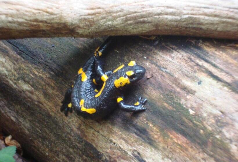 بنسيون Kryvorizka Palanka