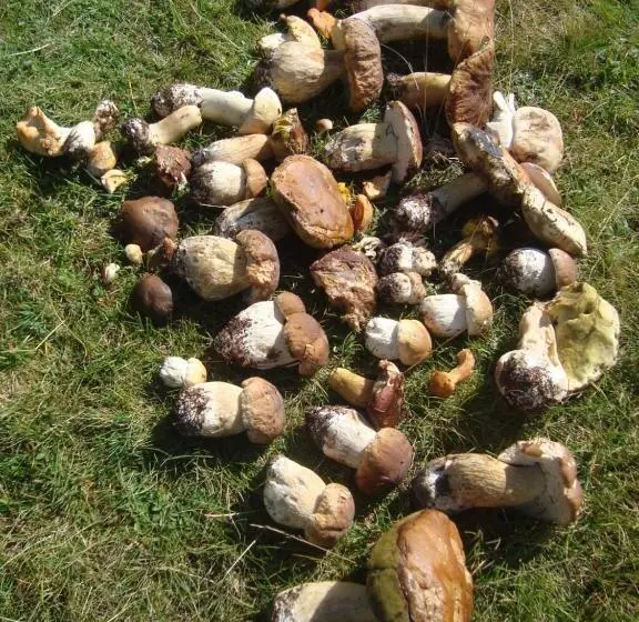 Majatalo Kryvorizka Palanka