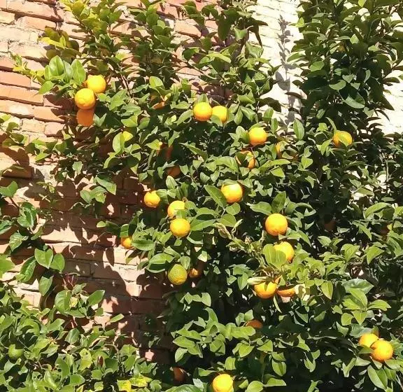 تختخواب و صبحانه Ad Astra Rooms