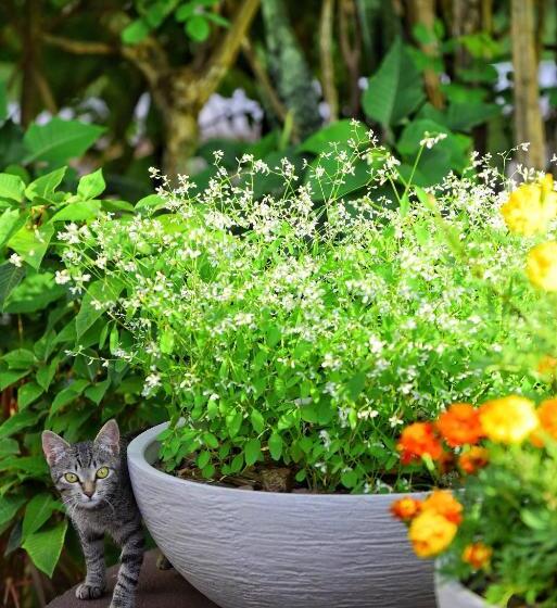 پانسیون Villae Pousada