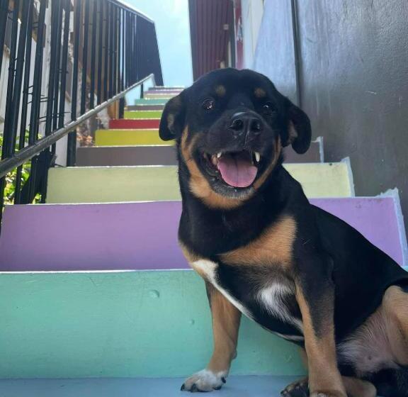 The Cozy Hostel   Motel