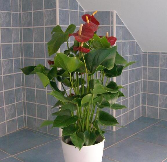 پانسیون Casa Da Balea