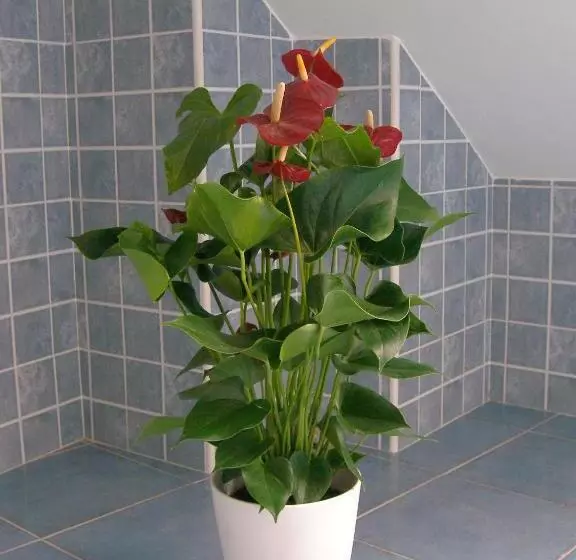 Majatalo Casa Da Balea