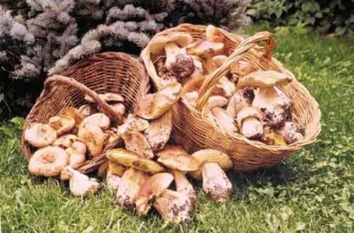 Majatalo Hostal Sant Marti