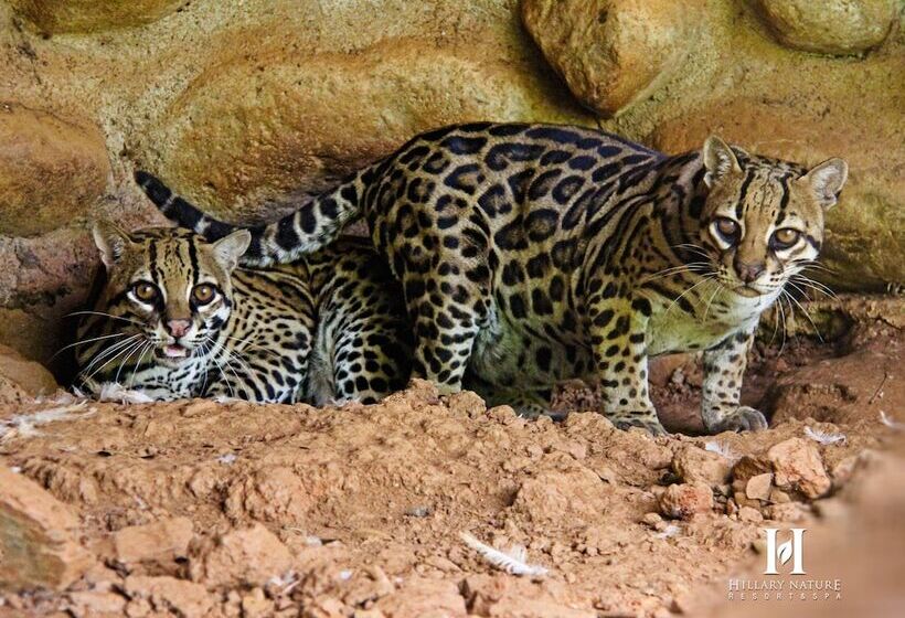 Hillary Nature Resort Spa