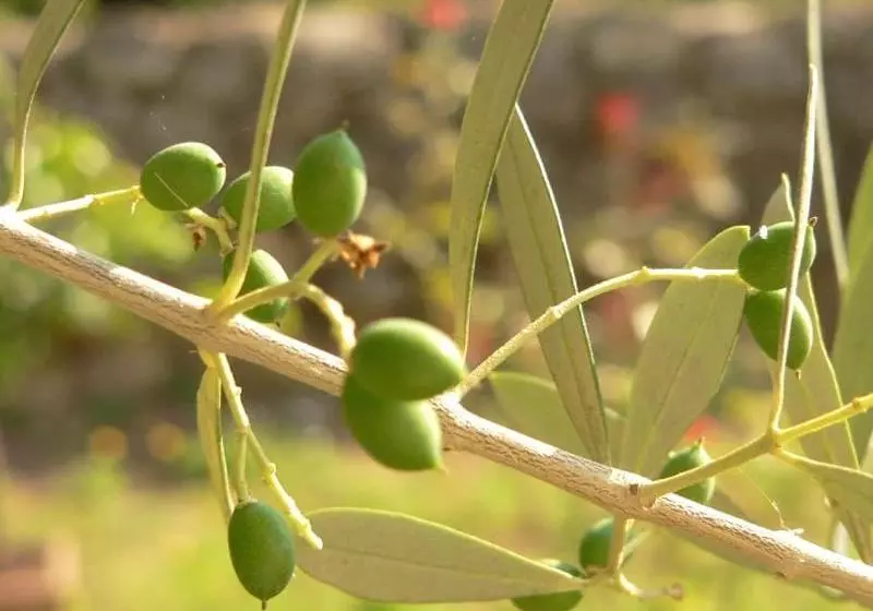 هتل L'oliveto Dei Prischi