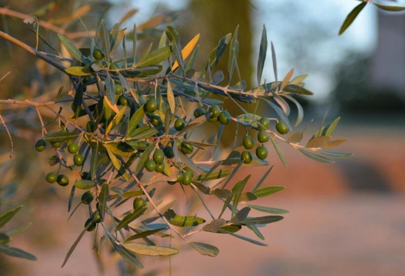 ホテル Agriturismo Fattoria Il Piano Casa Bugno San Gimignano