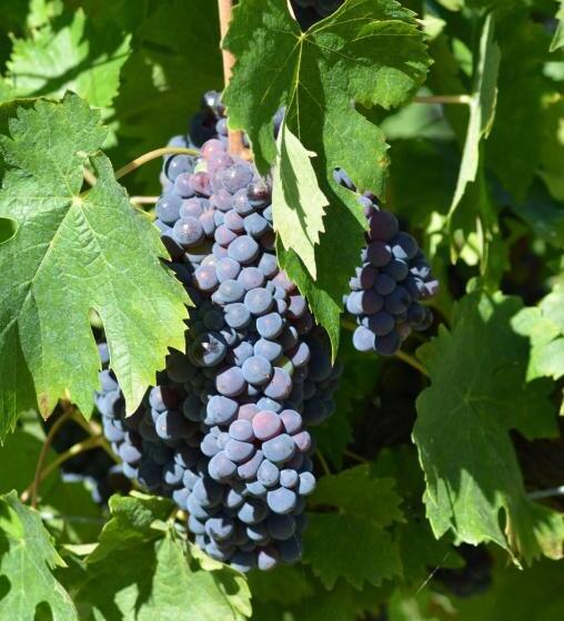 ホテル Agriturismo Fattoria Il Piano Casa Bugno San Gimignano