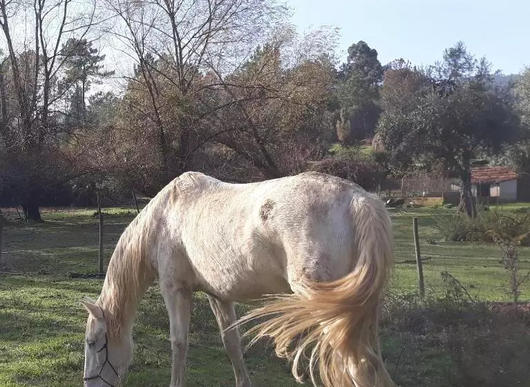 Aamiaismajoitus (B&B) Quinta No Pinhal