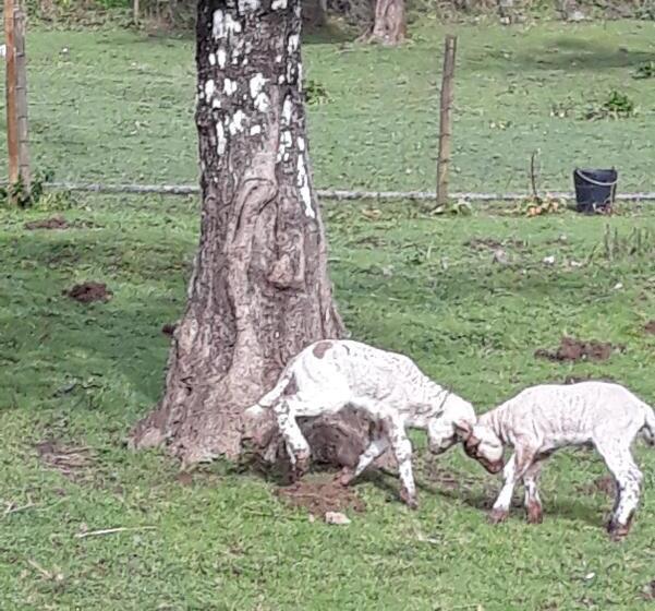 ベッドアンドブレックファースト Quinta No Pinhal