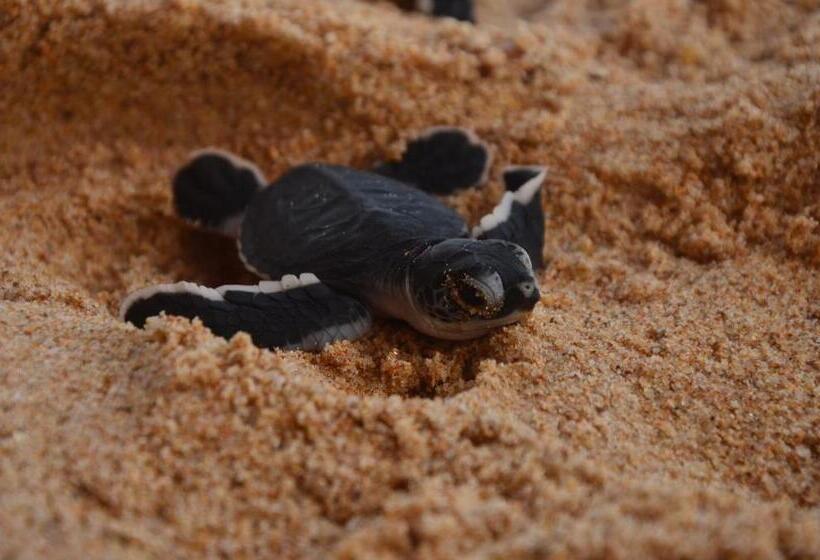 בית מלון כפרי Cool Beach