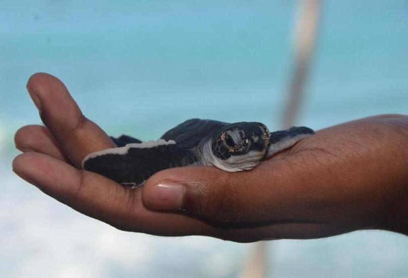 בית מלון כפרי Cool Beach