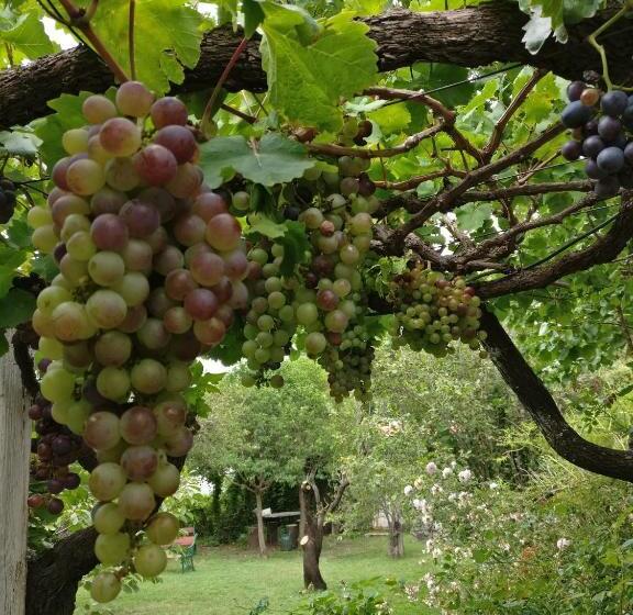 בית מלון כפרי Plaza