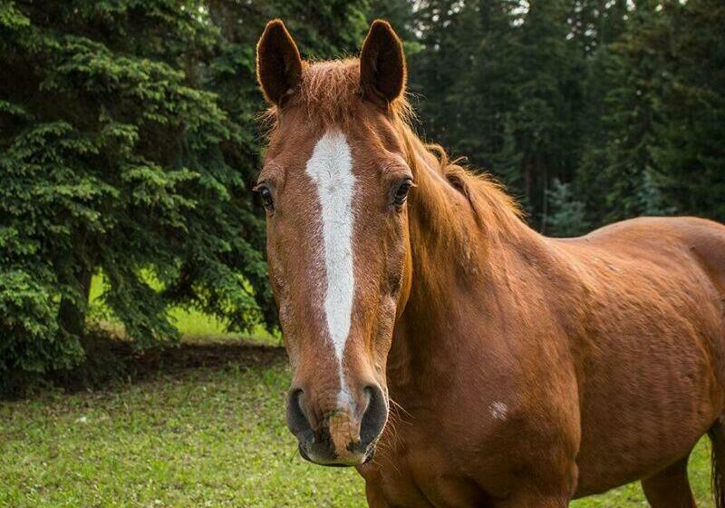 The Cozy Cubbyhole B&b